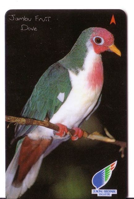 Singapore Fauna - Singapour  Faune - Birds - Oiseau - Vogel - Voegel – Oiseaux – Pajaro- Bird - J.F. Dove (code 79SIGC) - Singapour