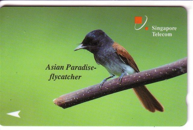 Singapore Fauna - Singapour  Faune - Birds - Oiseau -vogel-voegel – Oiseaux –pajaro- Bird - A.P.Flycatcher (code 25SIGD) - Singapore
