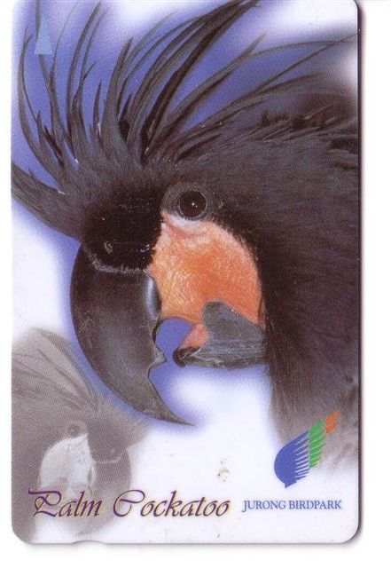 Singapore Fauna - Singapour  Faune - Birds - Oiseau - Oiseaux – Bird- Ara- Parrot - Perroquet - Parrots ( Code 104SIGD ) - Singapore