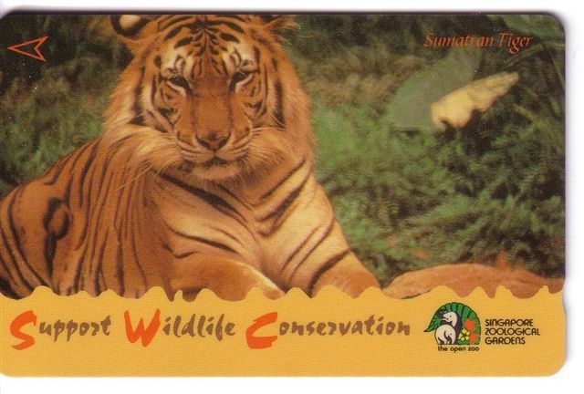 Singapore - Singapour - Sumatran Tiger – Tigre – Tigresse – Tigers -  Jungle - Fauna – Wild Animals –  ( Code 94SIGA ) - Jungle