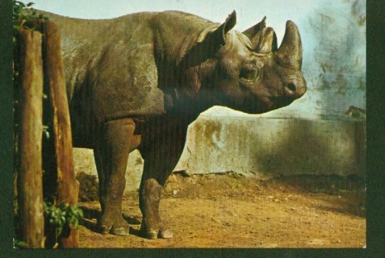 POSTCARD RHINOCEROS Mint - Neushoorn