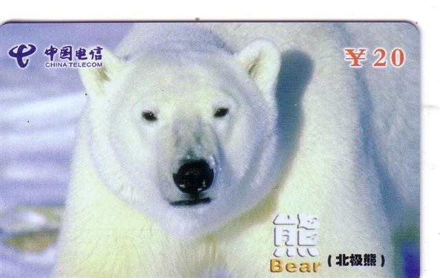 Fauna - Bears – Grizzly – Baer – Oso– Ours - Orso – Polaire – Arctic - Antartic  - Arctisch – POLAR BEAR 1 ( Mint Card ) - Jungle