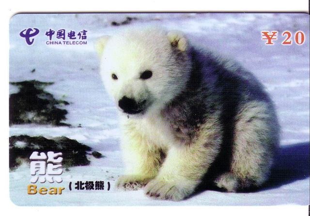 Fauna - Bears – Grizzly – Baer – Oso– Ours - Orso – Polaire – Arctic - Antartic  - Arctisch – POLAR BEAR 2 ( Mint Card ) - Jungle