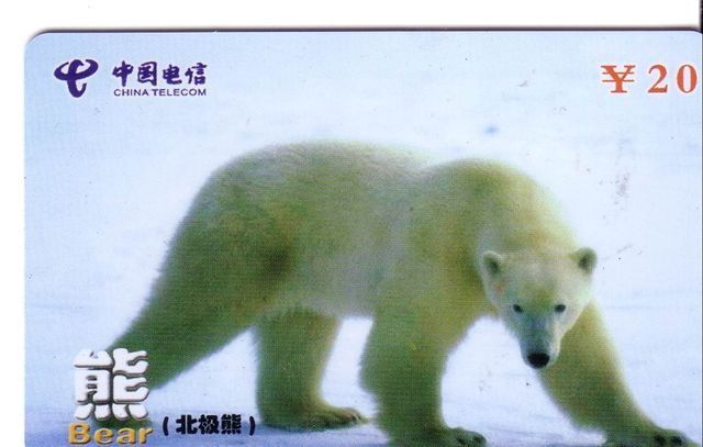 Fauna - Bears – Grizzly – Baer – Oso– Ours - Orso – Polaire – Arctic - Antartic  - Arctisch – POLAR BEAR 3 ( Mint Card ) - Jungle