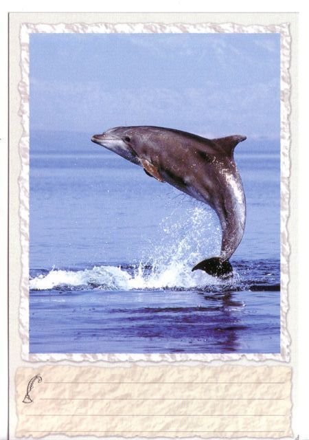 Dolphin – Delphin –delfin– Dauphin –delfino– Dauphins - Dolphins - Sea Shell - Starfish - Etoile De Mer - Croatia MINT - Dolfijnen