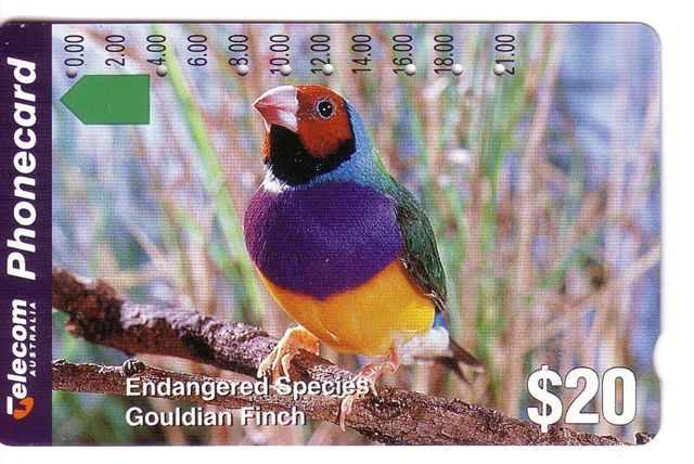 ENDANGERED SPECIES - GUOLDIAN  FINCH (Australia Old Card) Oiseau Vogel Voegel Oiseaux Uccello Pajaro Bird - Australien