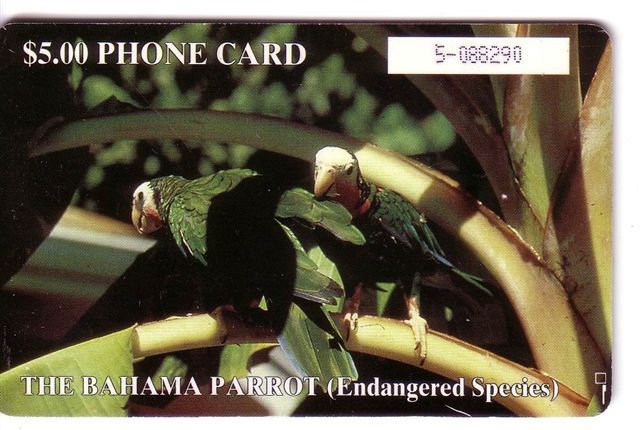 PARROTS - Bahamas Old Rare Card Parrot Perroquet Papagei Papageien Perroquets Pappagallo Papagaio Loro Pappagalli Loros - Bahama's