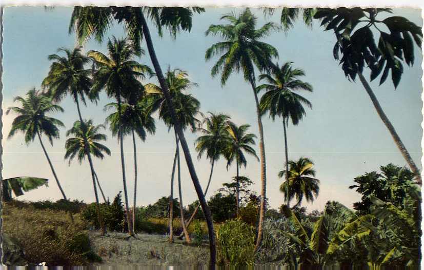 Guadeloupe ---GOSIER--1950--Reve De Cocotier,cpsm N°B.C.14 Collec Carabin Fontenille Par éd Yvon - Autres & Non Classés