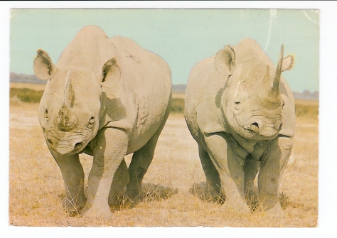 Rhinoceros: African Wild Life - Kenya (05-3378) - Neushoorn