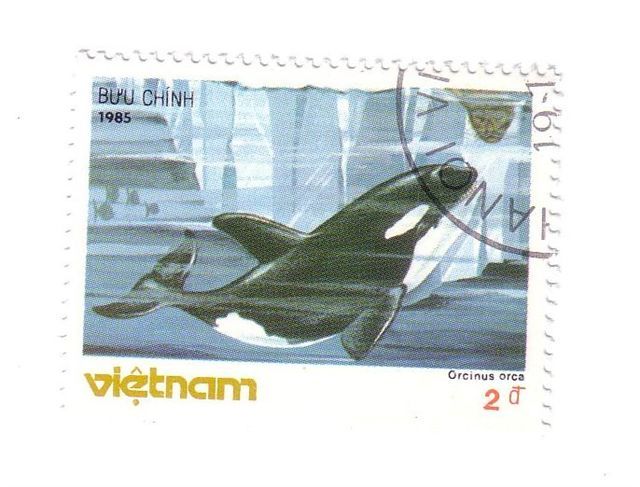 VIETNAM - Undersea – Whale – Wal – Wals – Ballena – Baleine – Balena – Orca - Orcinus Orca - Whales