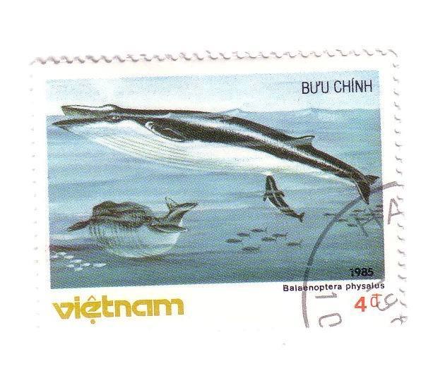 VIETNAM - Undersea – Whale – Wal – Wals – Ballena – Baleine – Balena – Orca - Balaenoptera Physalus - Delfines