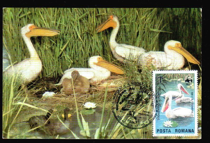 Romania  Carte Maximum With Birds WWF 1997. - Pelikane