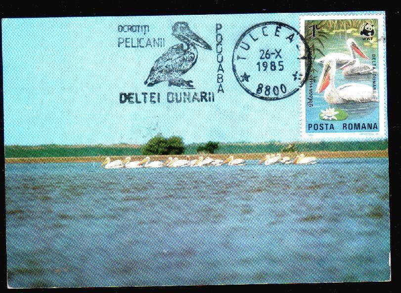 Romania  Carte Maximum With Birds WWF 1985. - Pelicans