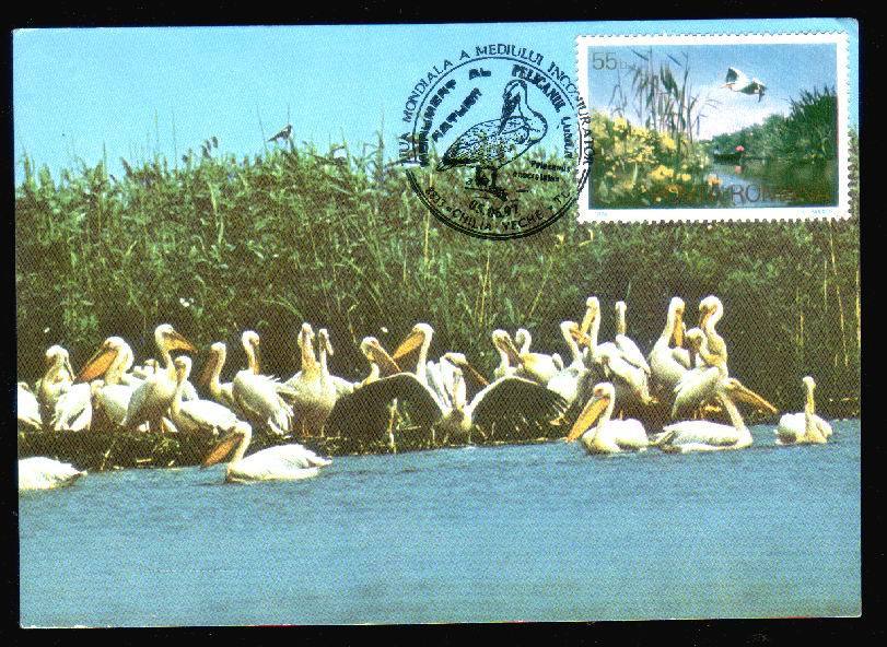 Romania  Carte Maximum With Birds WWF 1997. - Pelicans