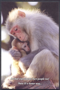 Two Monkeys - Mother And Baby - Singes