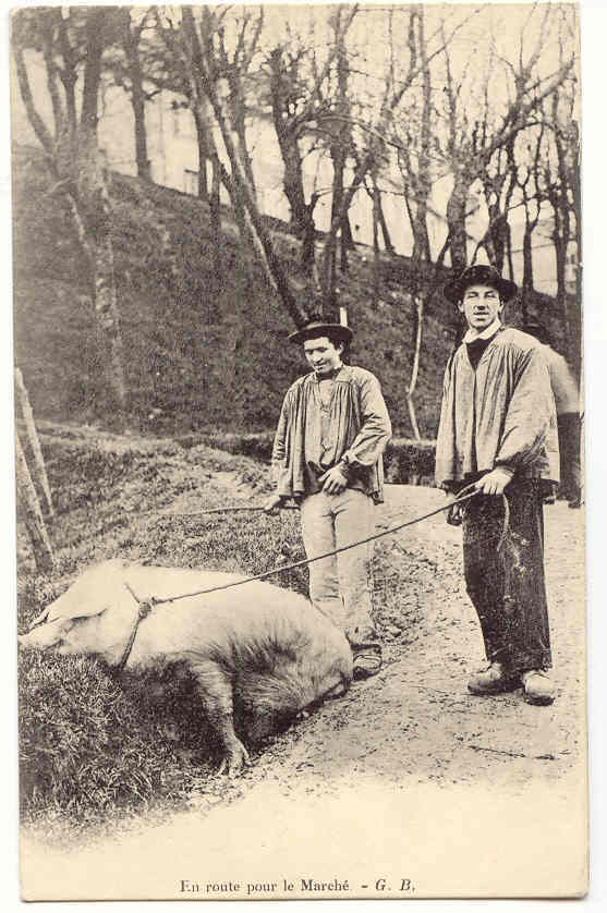 F1323 - En Route Pour Le Marché - "Cochon" - Breeding