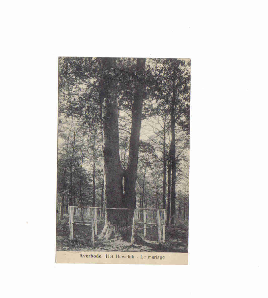 Averbode Le Mariage 1912 Uitg.wouters - Scherpenheuvel-Zichem