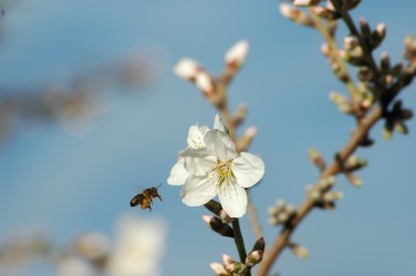 FOTO CD MIT MANDELBLÜTEN - Gegenstände