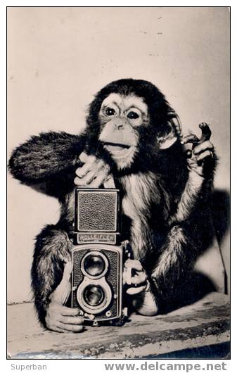 SINGE PHOTOGRAPHE - CAMÉRA PHOTO : ROLLEIFLEX - CARTE ´VRAIE PHOTO´ - HONGRIE, 1961 (x-261) - Singes