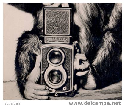 SINGE PHOTOGRAPHE - CAMÉRA PHOTO : ROLLEIFLEX - CARTE ´VRAIE PHOTO´ - HONGRIE, 1961 (x-261) - Monkeys