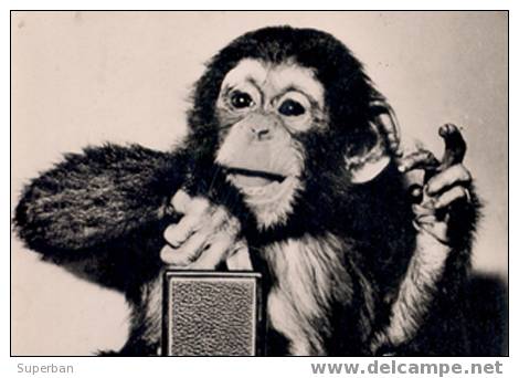 SINGE PHOTOGRAPHE - CAMÉRA PHOTO : ROLLEIFLEX - CARTE ´VRAIE PHOTO´ - HONGRIE, 1961 (x-261) - Monkeys