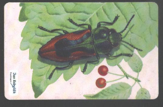 CZECH REPUBLIC - C295 - INSECT - CHERRY - Tschechische Rep.