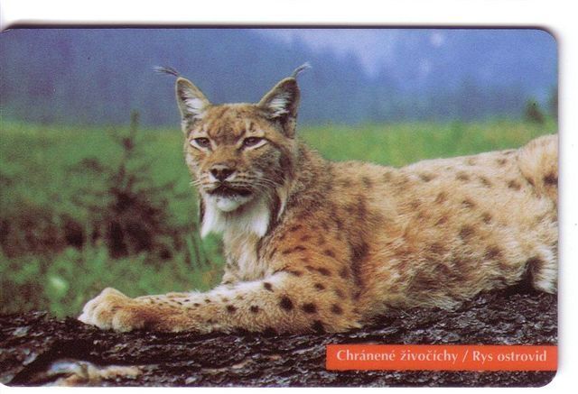 LYNX ( Slovakia Rare Card ) * Lince Luchs Loup Cervier * Animal Animaux Animals Wildlife Tier Dier Animale * RYS - Slovaquie