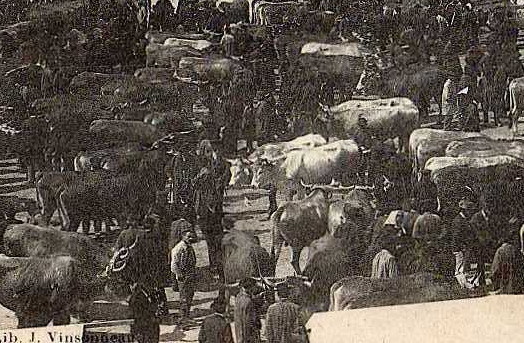 17 SAUJON Place Du Champ De Foire, Marché Aux Boeufs, Trés Animée, Ed Vinsonneau 2, 1903 TOP+++ - Saujon