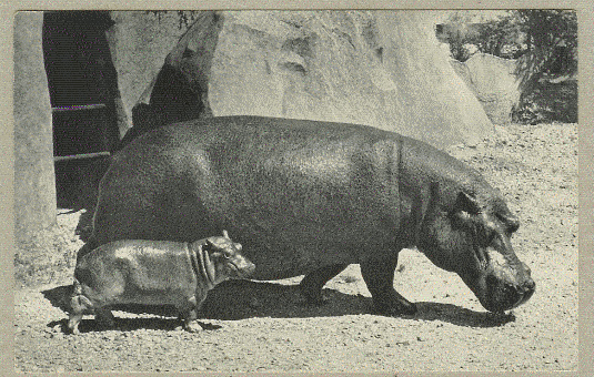 CPA HIPPOPOTAME ET SON PETIT - Flusspferde