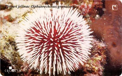 SPHAERECHINUS G. ( Croatia ) - Sea Urchin - Oursin - Seeigel - Erizo De Mar - Riccio Di Mar *** Pjegavi Ježinac - Vissen