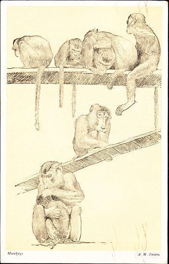 Group Of Monkeys: By A.W. Peters - Affen