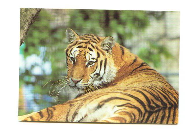Cpm Tigre Tiger - Tigres
