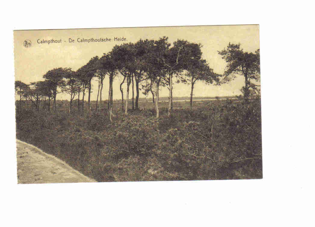 Calmpthout -de Calmpthoutsche Heide - Kalmthout