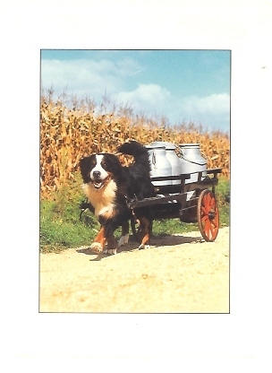 ATTELAGE DE CHIEN LAITIER MODERNE - Teams