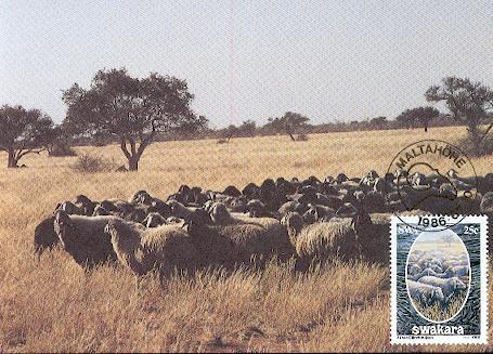 NAMIBIE CARTE MAXIMUM NUM.YVERT 551 INDUSTRIE DE LA LAINE - Namibie (1990- ...)
