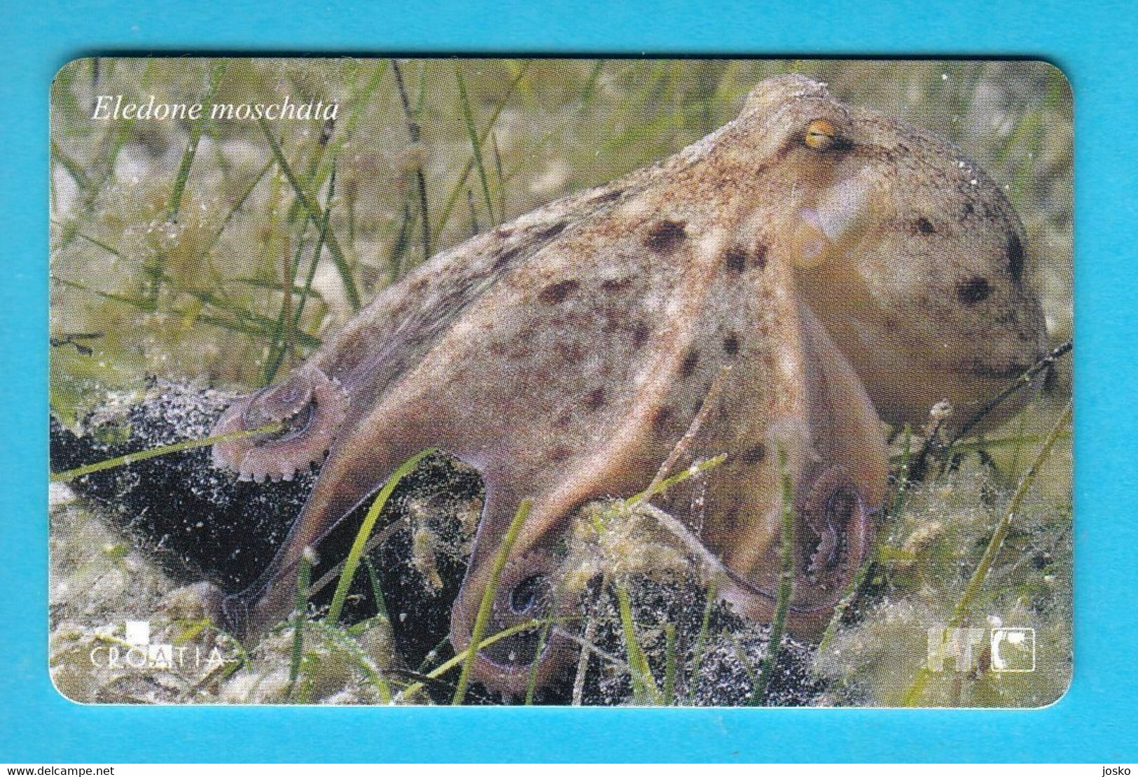 MUSKY OCTOPUS (Eledone Moschata) - Croatia Old Rare Card * Undersea Poulpe Sépia Oktopus Seepolyp Tintenfisch Pulpo - Croacia