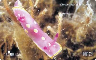 Croatia - Croatie - Kroatien - Undersea World - Underwatter - Marine Life - Fish – Poisson - Chromodorirs L. - Croacia