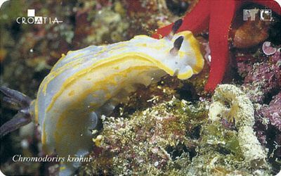 Croatia - Croatie - Kroatien - Undersea World - Underwatter - Marine Life - Fish – Poisson - Chromodorirs K. - Peces