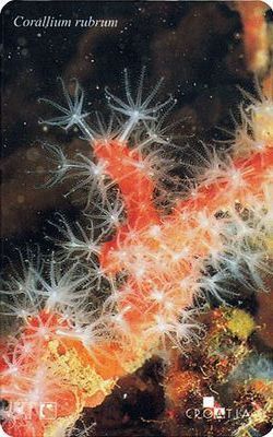 Croatia - Croatie - Kroatien - Undersea World - Underwatter - Marine Life - Fish – Poisson - Corals - Corallium R. - Peces
