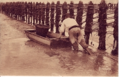 Peche De Moules......dans Les Bouchots - Aquitaine