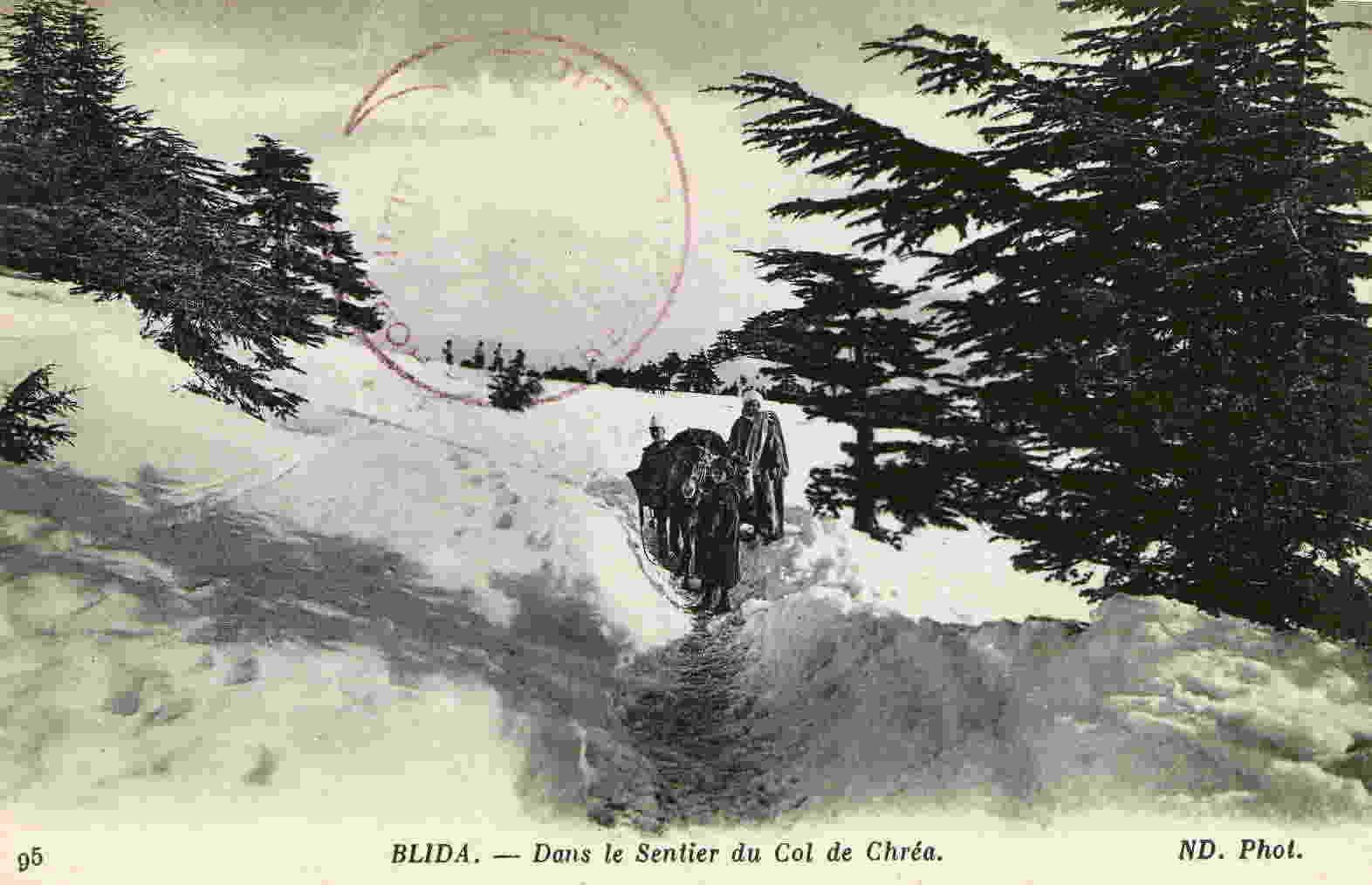BLIDA - Dans Le Sentier Du Col De Chréa - Blida