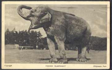 Indian Elephant - Elefantes