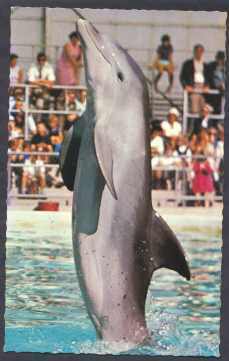 Performing Dolphin - Dauphins