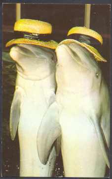 Performing Dolphins Wearing Hats - Delphine