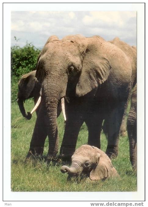 Elephant: Campagne Amnistie Pour Les Eléphants - Photo: Pierre Pfeffer (05-5065) - Elefantes