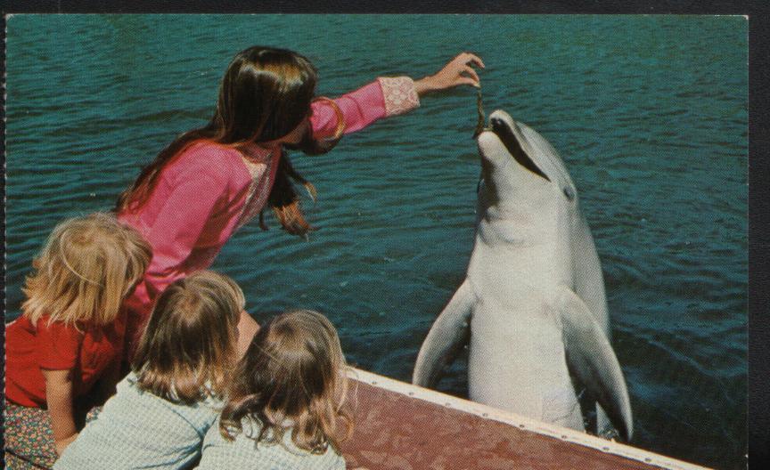 Dauphin Orlando - Dolfijnen