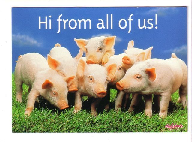 Pig - Cochon - Pigs - Cochons - Porc - Schwein - Schweine  -  Maiale -  Cerdo -  MINT Postcards ( View Card ) - Cochons