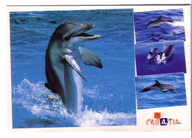 Undersea - Dolphin - Delphin -delfin– Delphine - Dauphin – Delfino – Dauphins - Dolphins  -Croatia Beautifull Postcard - Delphine