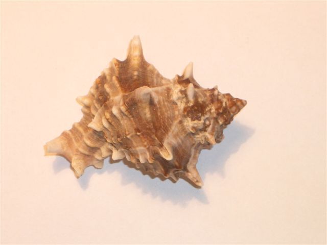 Seashells –seemuschel -conchiglia– Sea Shell – Coquille –muschel– Seashell- Muricidae - Croatian Adriatic Sea MUREX  #3. - Coquillages