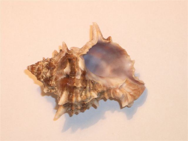 Seashells –seemuschel -conchiglia– Sea Shell – Coquille –muschel– Seashell- Muricidae - Croatian Adriatic Sea MUREX  #3. - Seashells & Snail-shells